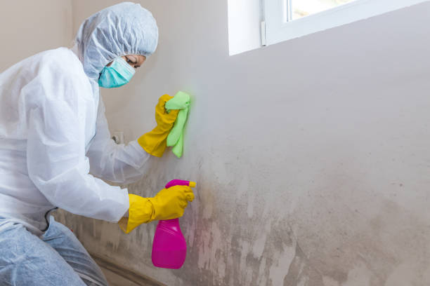 Best Mold Documentation for Insurance Claims  in Old Westbury, NY